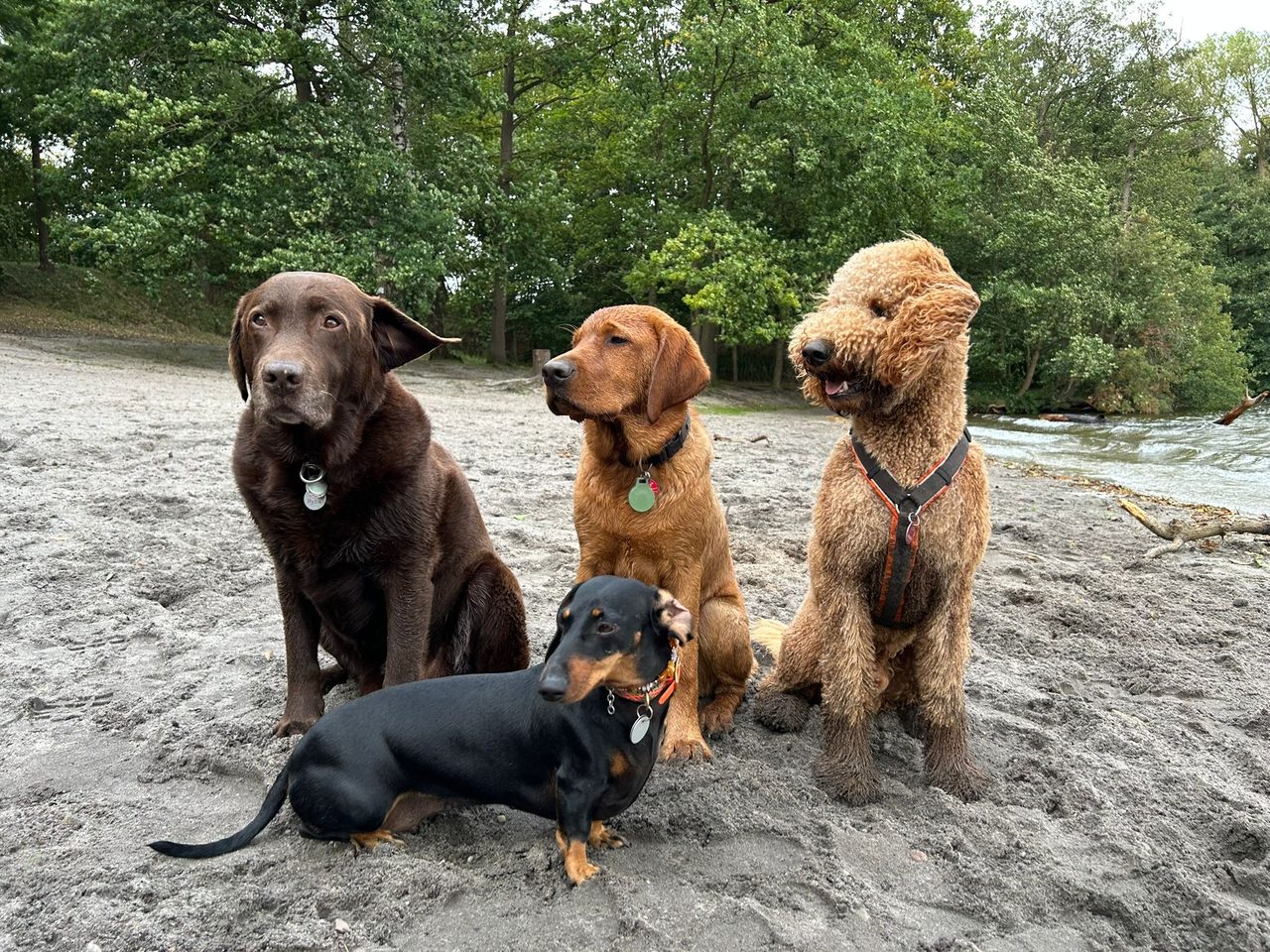 Labradore und ein Dackel gemeinsam am Strand