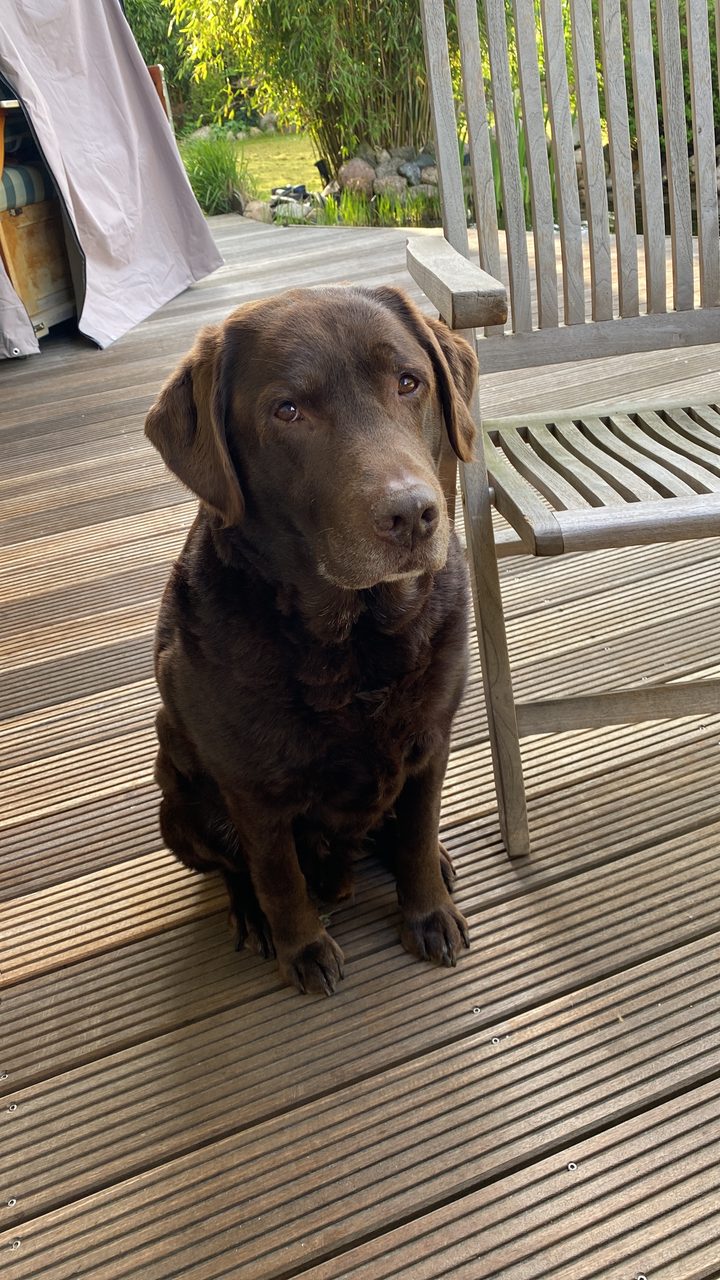 Schoko-Labrador auf der Terrasse