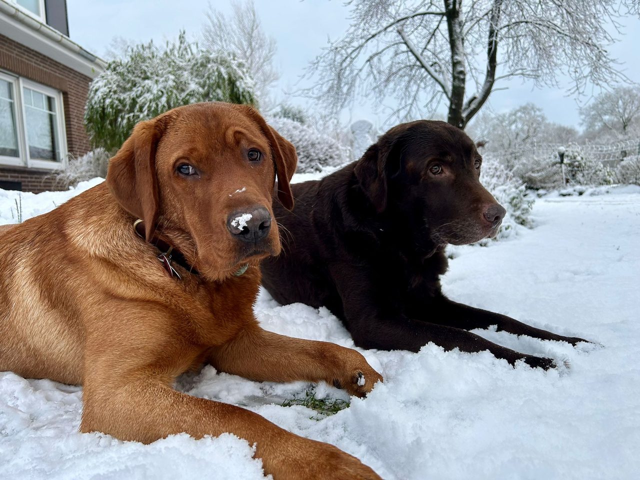 Zwei Labradore im Schnee