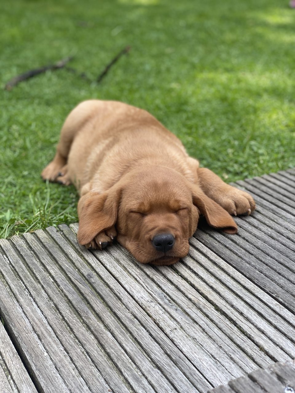 Schlafender Labrador-Welpe