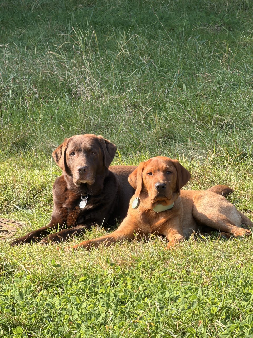 Schoko- und Fox-Red Labrador im Gras