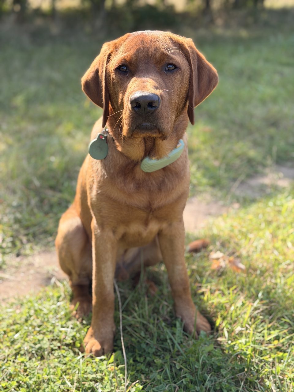 Fox-Red Labrador im Gras