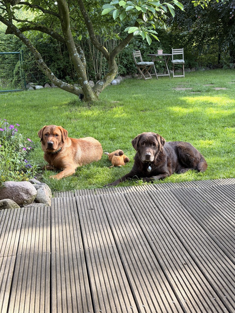 Zwei Labradore entspannen im Garten